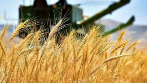 مطالبات ۹ ماهه واردکنندگان غلات همچنان بلاتکلیف