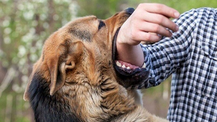 سالانه حدود ۱۵ هزار مورد گازگرفتکی در کشور ثبت می‌شود