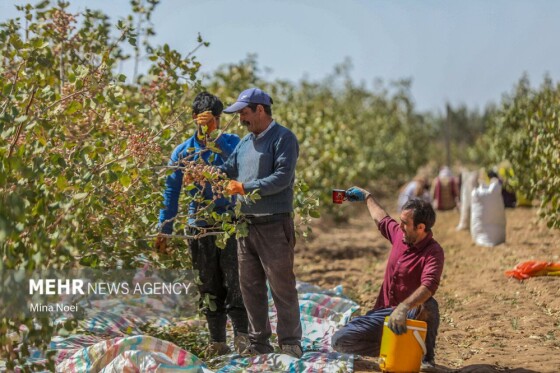 برداشت پسته در باغات ایلخچی