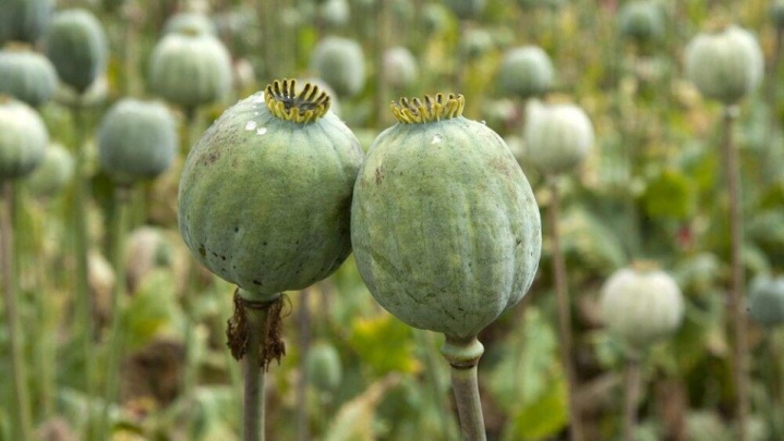 کشت خشخاش در ایران به هیچ‌وجه صحت ندارد