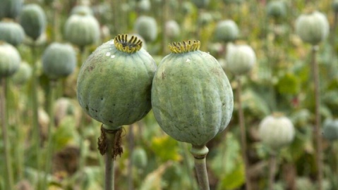 کشت خشخاش در ایران به هیچوجه صحت ندارد