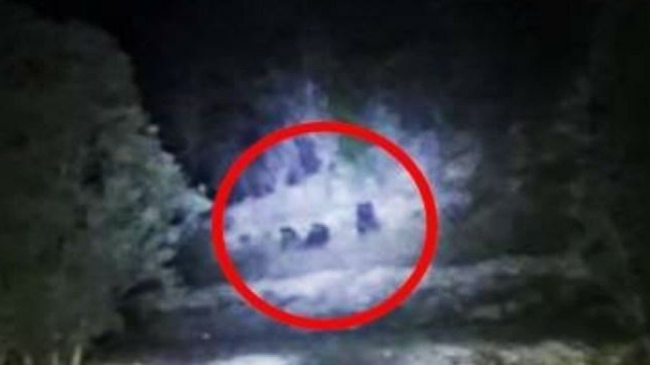 مشاهده ۳ قلاده خرس قهوه‌ای در ارتفاعات فیروزکوه