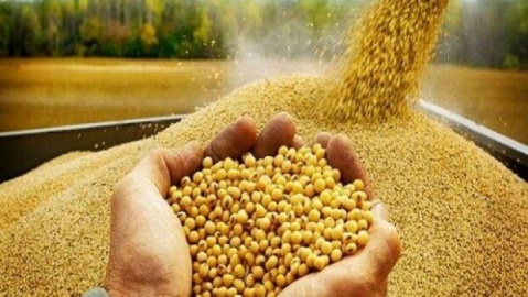 با تحقیق و تفحص از عملکرد وزارت جهاد کشاورزی در واردات نهادههای دامی