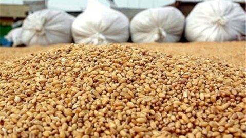 امکان ثبت سفارش ذرت دامی سهمیه پائیز از فردا