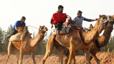 بورسیه جهانی برای شترسواری ایران توسط کمیته ملی المپیک سوخت