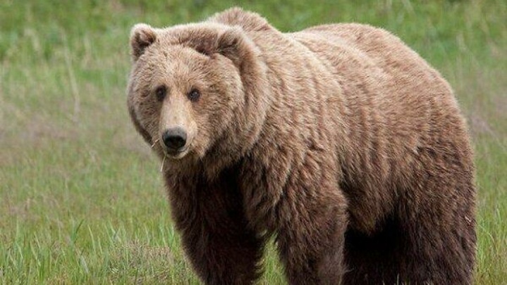 مشاهده سه قلاده خرس قهوه‌ای در ارتفاعات فیروزکوه