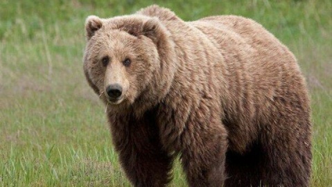 مشاهده سه قلاده خرس قهوه‌ای در ارتفاعات فیروزکوه