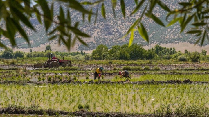پیش‌بینی تولید ۱.۸ میلیون تن برنج در سال زراعی جاری