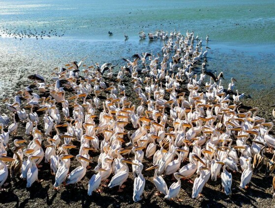 بالیکسیر، ترکیه