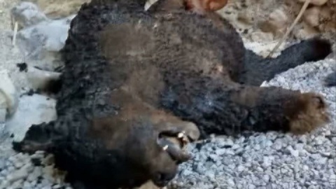 خرس ۵ ساله در منطقه دنا شکار و لاشه‌اش سوزانده شد