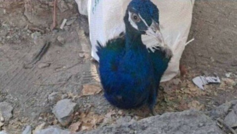کشف ۱۰ طاووس هندی در مرز باشماق مریوان