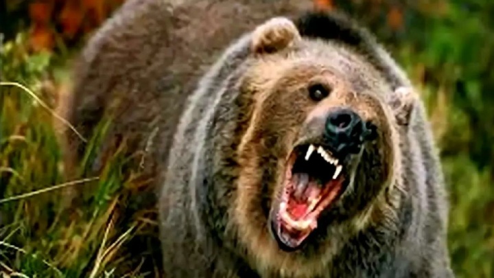 حمله خرس به کشاورز روستای زرین کمر؛ انتقال مصدوم به بیمارستان آمل