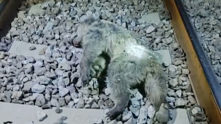 تلف شدن دو توله خرس بر اثر برخورد با قطار در مرودشت