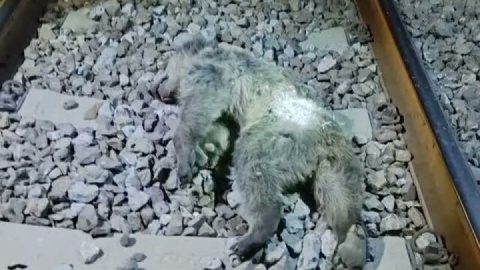 تلف شدن دو توله خرس بر اثر برخورد با قطار در مرودشت