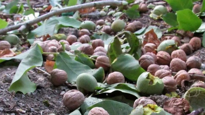 گردو تکانی ۲ جان باخته و ۱۲۹ مصدوم برجای گذاشت