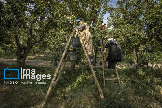 توانمندی اقتصادی در خدمت محرومیت زدایی