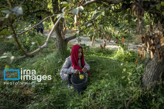 توانمندی اقتصادی در خدمت محرومیت زدایی