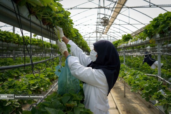 تولید ملی برای آبادانی مناطق محروم