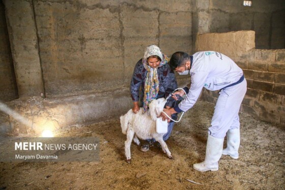 واکسیناسیون دام در روستای توکور شهرستان شیروان