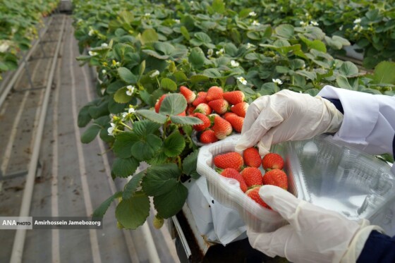 تولید ملی برای آبادانی مناطق محروم