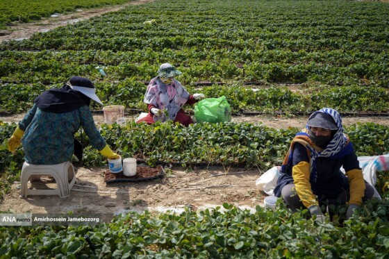 تولید ملی برای آبادانی مناطق محروم