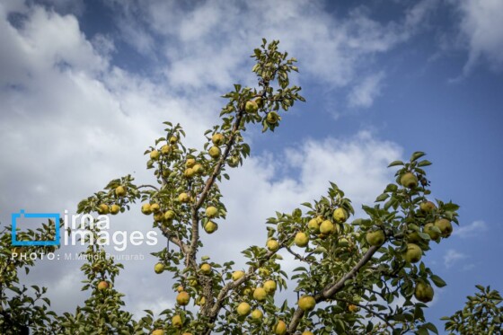 توانمندی اقتصادی در خدمت محرومیت زدایی