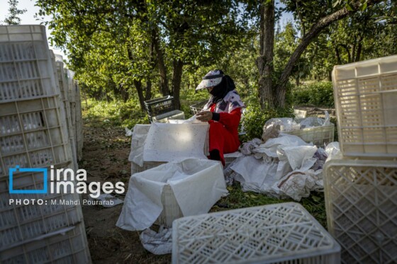 توانمندی اقتصادی در خدمت محرومیت زدایی