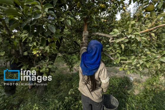 توانمندی اقتصادی در خدمت محرومیت زدایی