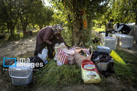 توانمندی اقتصادی در خدمت محرومیت زدایی