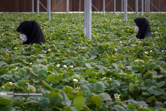 تولید ملی برای آبادانی مناطق محروم