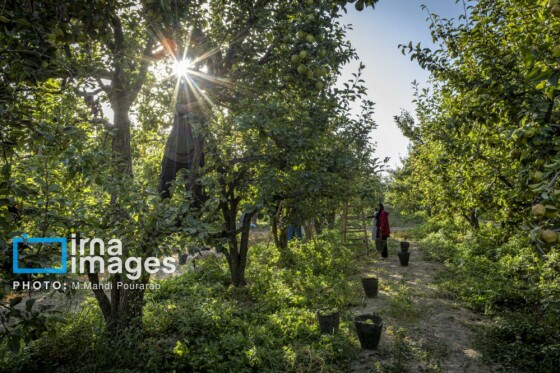 توانمندی اقتصادی در خدمت محرومیت زدایی