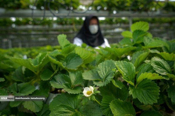 تولید ملی برای آبادانی مناطق محروم