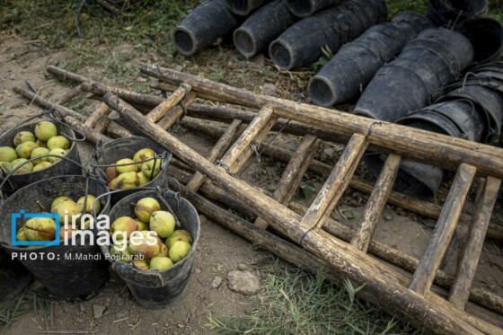 توانمندی اقتصادی در خدمت محرومیت زدایی