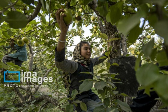 توانمندی اقتصادی در خدمت محرومیت زدایی