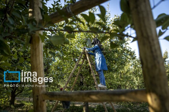 توانمندی اقتصادی در خدمت محرومیت زدایی