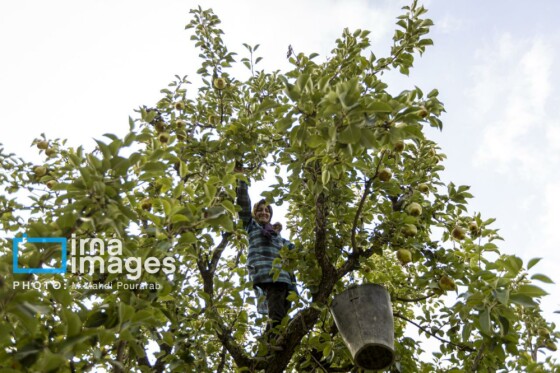 توانمندی اقتصادی در خدمت محرومیت زدایی