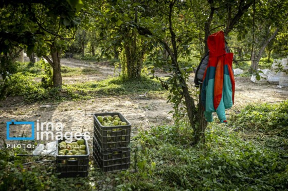 توانمندی اقتصادی در خدمت محرومیت زدایی