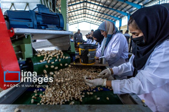 تولید پسته از زمین تا بازار