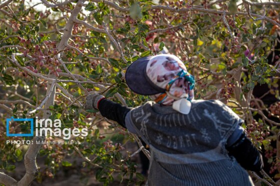 تولید پسته از زمین تا بازار