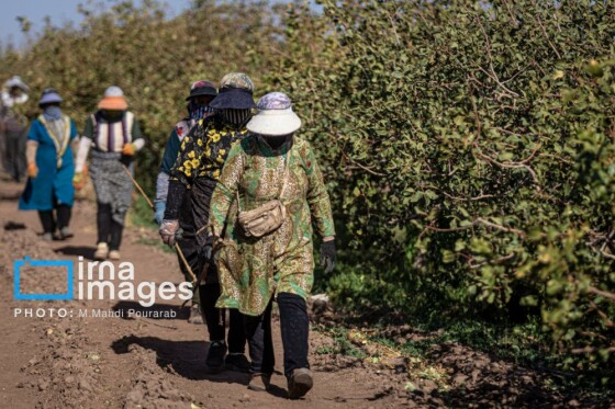 تولید پسته از زمین تا بازار