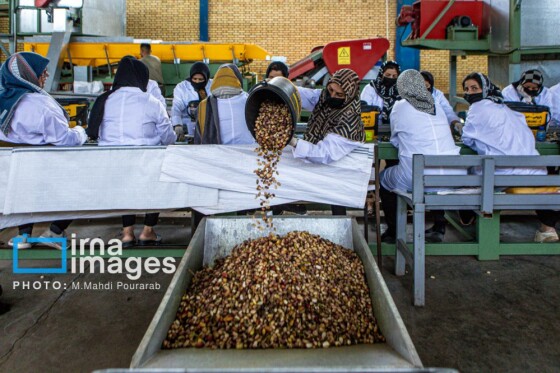 تولید پسته از زمین تا بازار