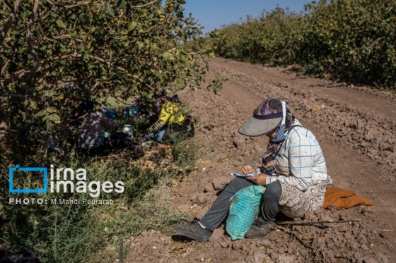 تولید پسته از زمین تا بازار