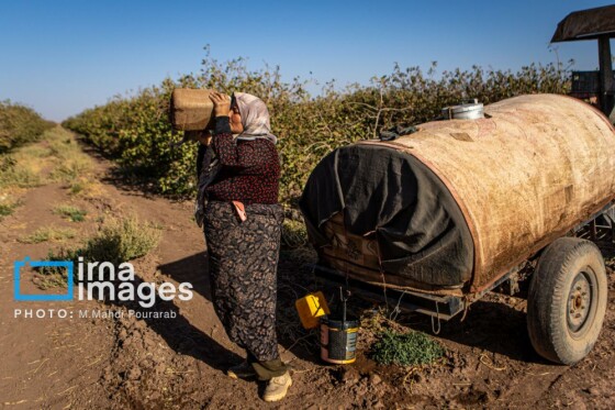 تولید پسته از زمین تا بازار