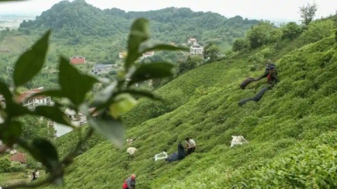 دولت ۹۰ درصد مطالبات چایکاران را پرداخت