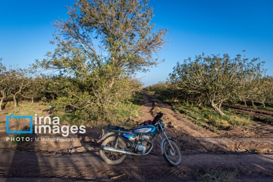 تولید پسته از زمین تا بازار