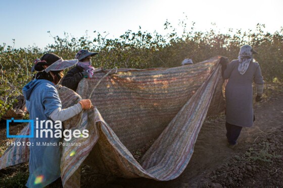 تولید پسته از زمین تا بازار