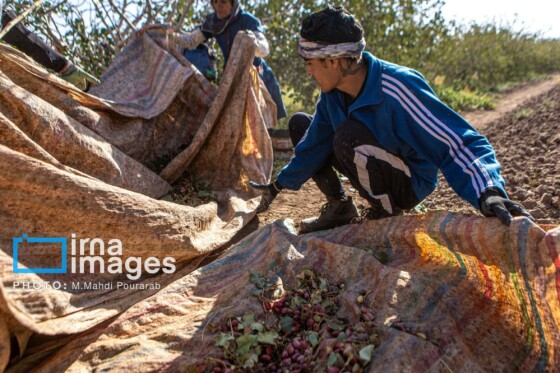 تولید پسته از زمین تا بازار