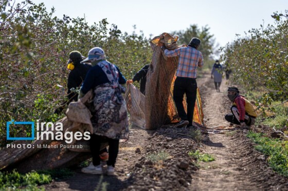 تولید پسته از زمین تا بازار