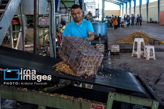 تولید پسته از زمین تا بازار