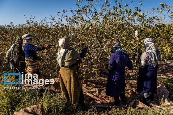 تولید پسته از زمین تا بازار